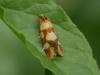 Aethes tesserana